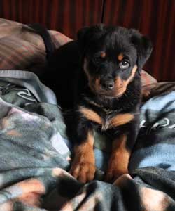beau